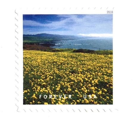 100 California Coast Poppies Forever Stamps Costal Flower Postage Stamps Pacific Ocean Postage Stamps for Wedding Invitations and Cards